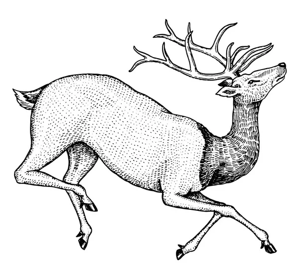 Cerf qui monte en flèche. Un animal sauvage qui saute. Mammifère cornu. Style Vintage monochrome. Croquis gravé à la main pour tatouage ou étiquette . — Image vectorielle