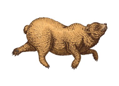 Yükselen boz ayı. Vahşi hayvan atlama. tek renkli boz ayı. Vintage tarzı. Dövme ya da etiket için oyulmuş el çizilmiş kroki.