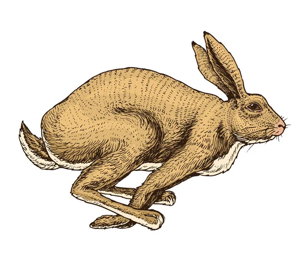 高飞的野兔野生森林动物跳起来。灰兔。复古风格。手绘素描. — 图库矢量图片