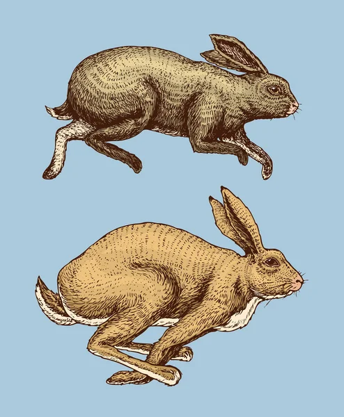 Wild bos dieren springen. Haas en konijn of bunny. Voedsel zoeken concept. Vintage stijl. Gegraveerde hand getrokken schets. — Stockvector