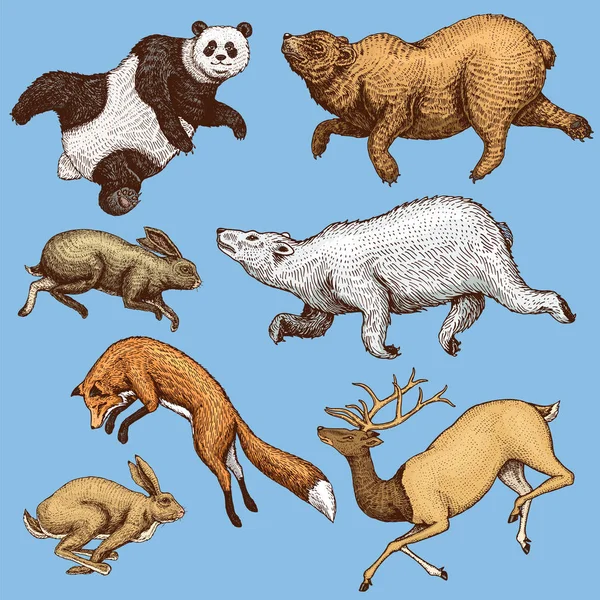 Liitävä punainen kettu jänis kani pohjoinen ruskea karhu peura. Villimetsän eläimet hyppivät ylös. Vintage-tyyliin. Käsin piirretty piirros . — vektorikuva