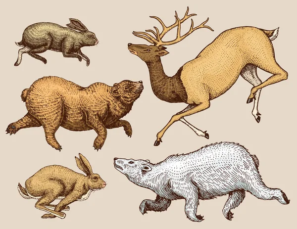 Lièvre d'envol Lapin ours brun du nord Cerf. Ensemble d'animaux de la forêt sauvage sautant vers le haut. Croquis gravé à la main. Style vintage . — Image vectorielle