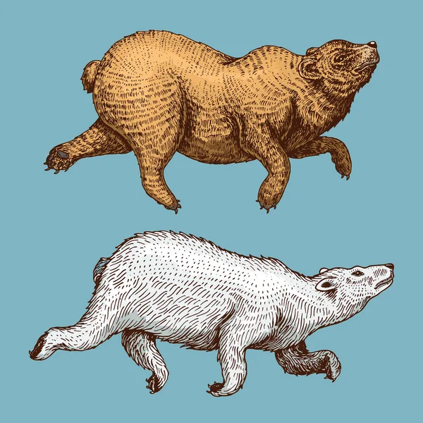 Grizzli brun du Nord. Un animal sauvage de la forêt saute. Style vintage. Croquis gravé à la main . — Image vectorielle