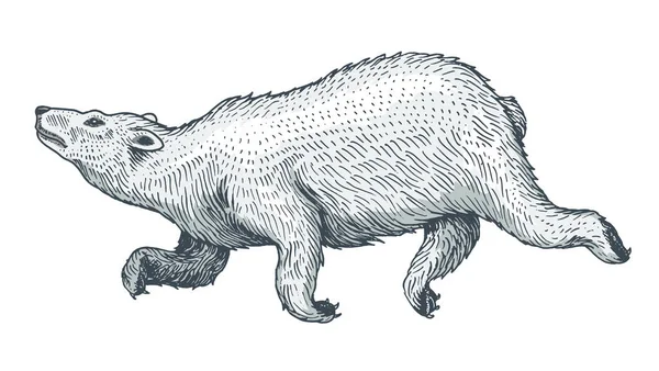 シロクマの高騰。野生北極白い動物はジャンプします。モノクロのビンテージ スタイルです。入れ墨またはラベルに刻まれた手描きのスケッチ. — ストックベクタ