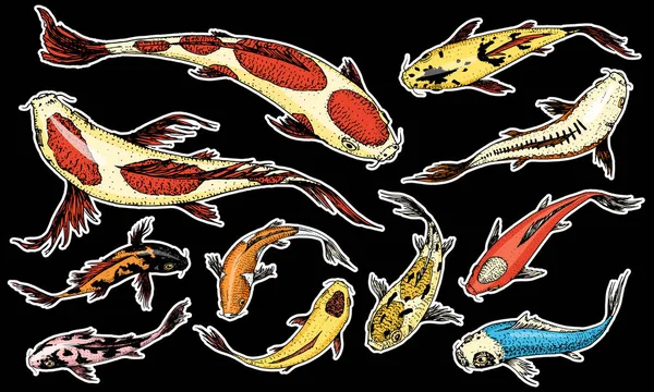 Set van Koi karpers, Japanse vis op zwarte achtergrond. gekleurde Koreaanse dieren. Zee schepsel. Gegraveerde hand getrokken lijnwerk Vintage tattoo monochroom schets. — Stockvector