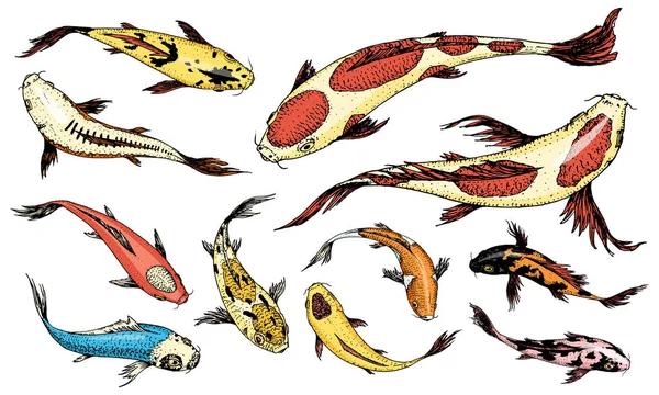 Set van Koi karpers, Japans vissen. gekleurde Koreaanse dieren. Zee schepsel. Gegraveerde hand getrokken lijnwerk Vintage tattoo monochroom schets. — Stockvector