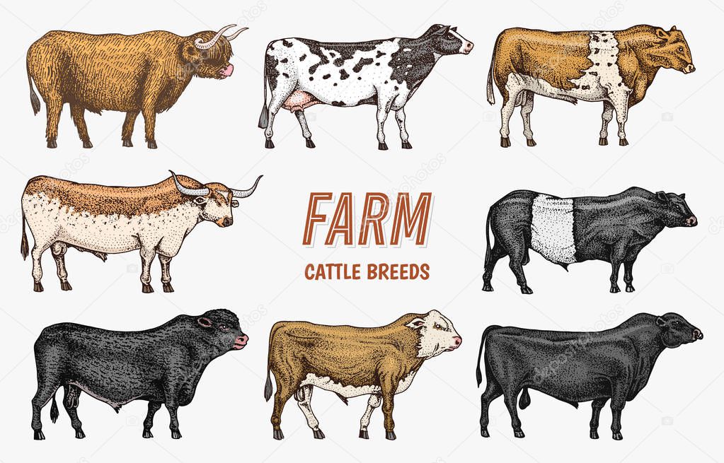 Farm cattle bulls and cows. Different breeds of domestic animals. Engraved hand drawn monochrome sketch. Vintage line art.