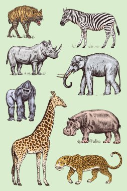 Afrika hayvanları kümesi. Gergedan fil zürafa su aygırı leopar sırtlan Western goril vahşi. Oyulmuş elle çizilmiş Vintage eski tek renkli safari kroki. Vektör çizim.
