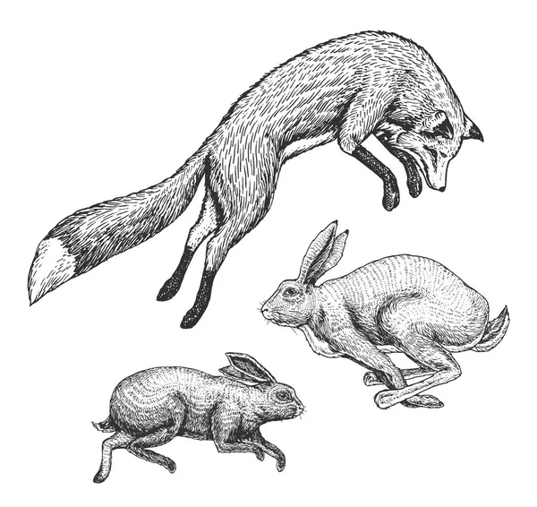 야생 숲 동물을 점프입니다. 붉은 여우 및 토끼 및 토끼 급증. 음식 검색 개념입니다. 빈티지 스타일입니다. 새겨진된 손으로 그린된 스케치. — 스톡 벡터