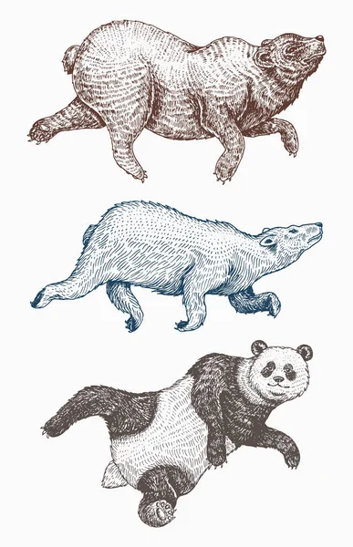 Salto de animais selvagens. Urso castanho, polar e panda gigante. Urso pardo monocromático. Estilo vintage. Mão gravada desenhada . —  Vetores de Stock