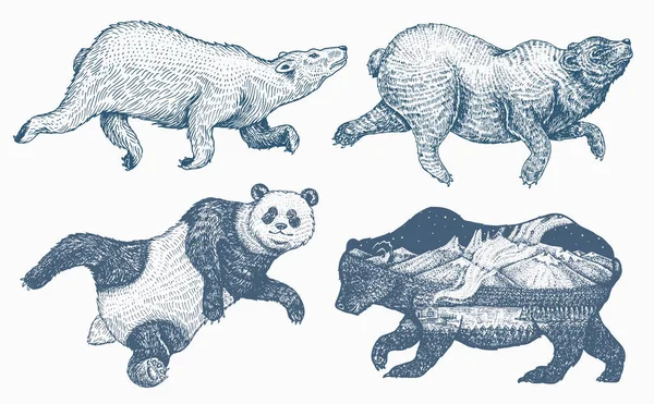 Salto de animais selvagens. Urso castanho, polar e panda gigante. Urso pardo monocromático. Estilo vintage. Mão gravada desenhada . — Vetor de Stock