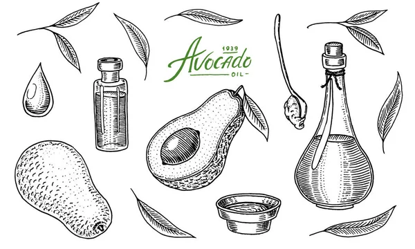 Τροπικό αβοκάντο. Το σύνολο των αειθαλών οπωροφόρων φυτών. Βιολογικό λάδι στο μπουκάλι. φύλλα και κλαδιά, φύλλα και μισό σπόρους. Απομονωμένη διάνυσμα χέρι. Vintage πρότυπο για το σχεδιασμό. Χαραγμένο μονόχρωμη σκίτσο — Διανυσματικό Αρχείο