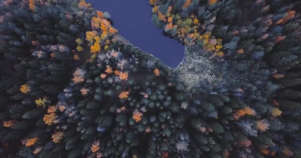 Vue aérienne par drone du lac et de la forêt, au-dessus des arbres. Paysage russe avec pins et sapins, soirée dans la nature sauvage 4k — Video