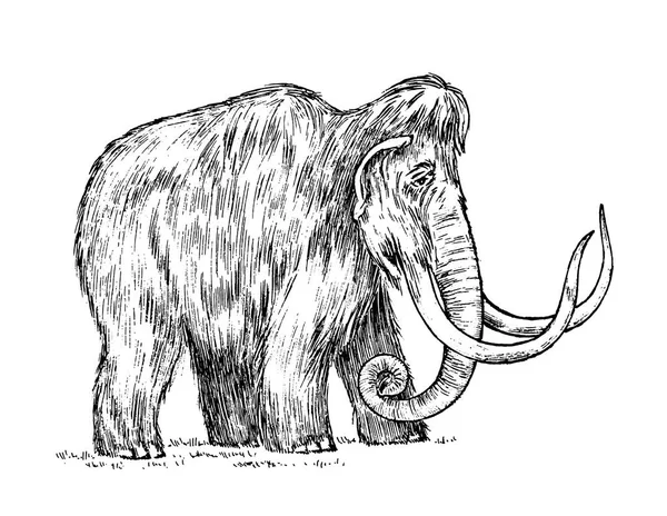 Duży mammoth. Wymarłych zwierząt. Przodkowie słoni. Styl Vintage. Grawerowane ręcznie rysowane szkic. Ilustracja wektorowa — Wektor stockowy