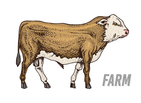 Toro o vaca de granja. leche natural y carne. Diferentes razas de animales domésticos de granja. Dibujo monocromático grabado a mano. Arte de línea Vintage . — Vector de stock