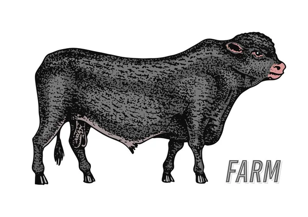 Αγρόκτημα βοοειδών ταύρος ή αγελάδα. φυσικό γάλα και κρέας. Διαφορετικές φυλές των οικόσιτων ζώων αγροκτήματος. Χαραγμένο το χέρι συντάσσονται μονόχρωμη σκίτσο. Vintage γραμμή τέχνης. — Διανυσματικό Αρχείο