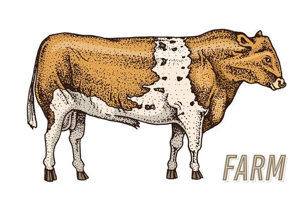 Toro o vaca de granja. leche natural y carne. Diferentes razas de animales domésticos de granja. Dibujo monocromático grabado a mano. Arte de línea Vintage . — Archivo Imágenes Vectoriales