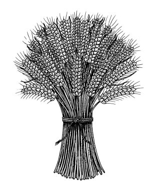 Demet buğday, çavdar spikelets ve Mısır tohumları ekmek ve un yapmak için. Doğal tahıl, kepekli tahıllar ve organik çiftçi yulaf ürün. Elle çizilmiş Vintage kroki Doodle stili.