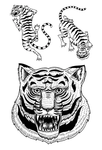 Asijští tygři v japonské stylu vintage logo. Tvář zblízka. Divoká zvířata kočky. Predátoři z džungle. Ručně kreslenou vyryto monochromatický staré skica pro tetování tričko nebo web. — Stockový vektor
