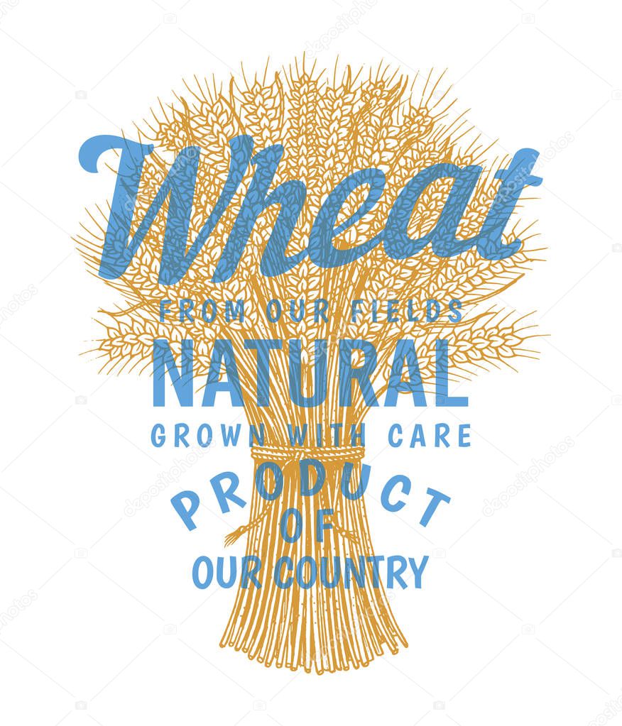 Bunch of wheat logo, rye spikelets and corn seeds for making bread and flour. Natural cereals, whole grains and organic farmer oat product. Hand drawn label badge. Vintage sketch Doodle style