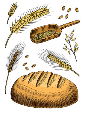 Buğday, çavdar spikelets ve Mısır tohumları ekmek ve un yapmak için kümesi. Hububat ürünleri, tahıllar ve organik çiftçi yulaf ürün doğal demet. El hasat için menü çekilmiş. Vintage kroki Doodle stili.