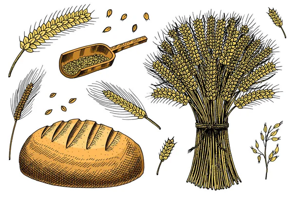 Набор пшеницы, ржаных шипов и семян кукурузы для производства хлеба и муки. Натуральная пачка злаков, цельного зерна и натурального овса. Сбор урожая вручную для меню. Винтажный эскиз Doodle style . — стоковый вектор