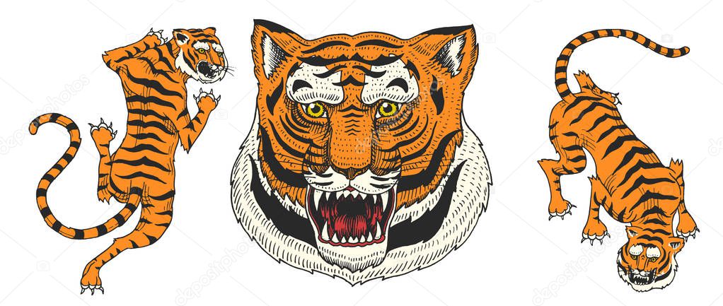 Asian tigers in vintage japanese style for logo. Face Close up. Wild animals cats. Predators from the jungle. Hand drawn Engraved Monochrome Old Sketch for tattoo t-shirt or web site