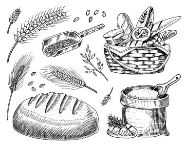 Buğday ve Mısır gevreği kümesi. Arpa ve Malt çavdar tohumu ekmek, bira ve ekmek üretimi yapmak için. Tahıllar, un ve organik çiftçi yulaf hasat çanta. Elle çizilmiş Vintage kroki.