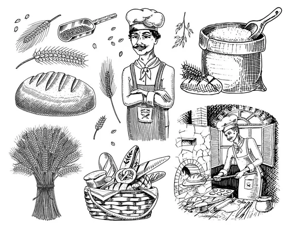 Satu set gandum dan sereal. Tukang roti dan koki kue memasak dalam oven. Biji barley dan Rye untuk membuat roti dan bir. Seluruh biji-bijian, sekantong tepung dan tanaman oat organik panen. Sketsa Vintage gambar tangan . - Stok Vektor