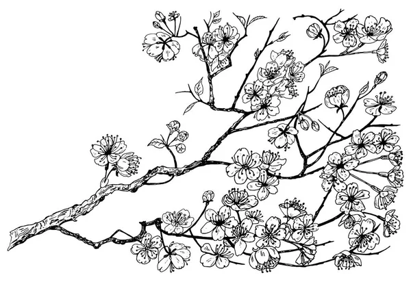 Vilda blommor med blad. Japanska Sakura. Bröllop botanisk växt med blad och knoppar. Botaniska organiska våren ört. Graverade handritad i doodle skiss. Samling för kort och etiketter och banners. — Stock vektor