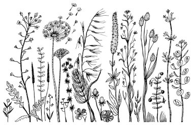 Kır çiçekleri yaprakları ile. Botanik bitki yaprağı ve tomurcukları ile düğün ayarlayın. Botanik organik bahar bitki. Oyulmuş elle çizilmiş doodle kroki. Koleksiyon kartları ve etiketleri, kitaplar ve afiş için.