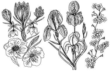 Kır çiçekleri yaprakları ile. Botanik bitki yaprağı ve tomurcukları ile düğün ayarlayın. Botanik organik bahar bitki. Oyulmuş elle çizilmiş doodle kroki. Koleksiyon kartları ve etiketleri, kitaplar ve afiş için.