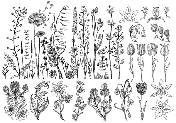 Wildblumen mit Blättern. Botanische Hochzeitspflanze mit Blatt und Knospen. botanisches Bio-Frühlingskraut. eingravierte Hand in Kritzelskizze gezeichnet. Sammlung für Karten und Etiketten, Bücher und Banner. — Stockvektor