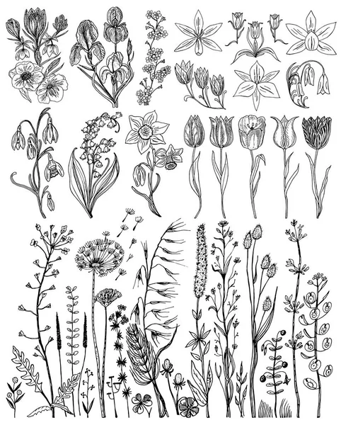 Flores selvagens com folhas. Conjunto de planta botânica de casamento com folha e botões. Erva de primavera orgânica botânica. Mão gravada desenhada em esboço doodle. Coleção de cartões e etiquetas, livros e banners . —  Vetores de Stock