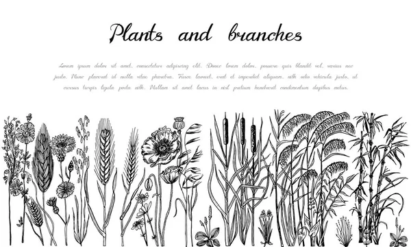 Wild Flowers background. Wedding botanical plant with leaf and buds. Botanical organic spring herb. Engraved hand drawn in doodle sketch. Collection for cards and labels, books and banners. — Stock Vector