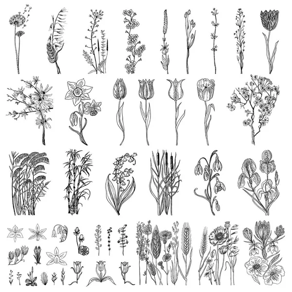 Wilde bloemen met blaadjes. Set bruiloft botanische plant met blad en knoppen. Botanische organische veer kruid. Gegraveerde hand getrokken doodle schets. Collectie voor etiketten, boeken, kaarten en vaandels. — Stockvector