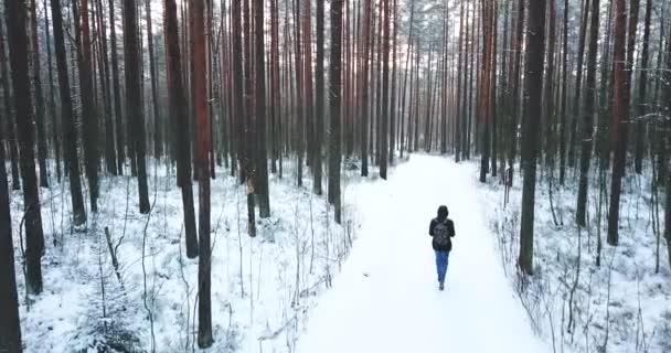 Замороженный снежный еловой лес. Северный зимний пейзаж. вид сверху. Красивый природный фон для надписи . — стоковое видео