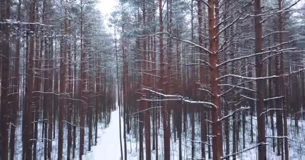 Donmuş karlı çam ormanı. Kuzey kış manzara. üstten görünüm. Güzel doğa arka plan bir yazıt için. — Stok video