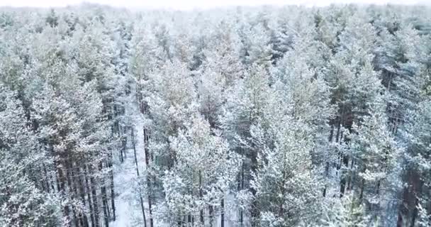 Plan aérien 4K. Vol au-dessus de forêts d'épinettes enneigées gelées. Paysage d'hiver du Nord. vue de dessus. Beau fond nature pour une inscription . — Video