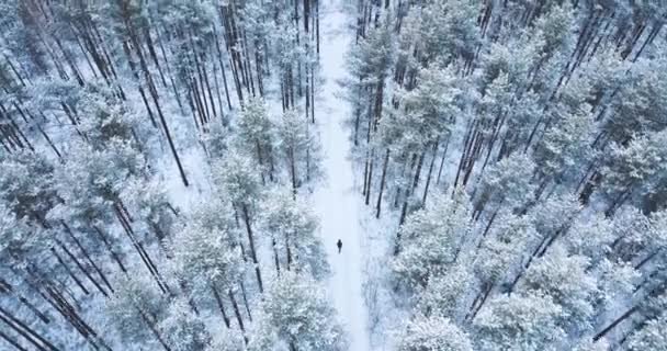 4 k luchtfoto schot. Vlucht boven bevroren besneeuwde spar bos. North winterlandschap. bovenaanzicht. Prachtige natuur achtergrond voor een inscriptie. — Stockvideo