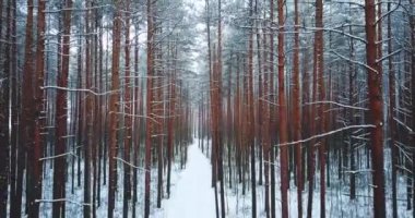Donmuş karlı çam ormanı. Kuzey kış manzara. üstten görünüm. Güzel doğa arka plan bir yazıt için.