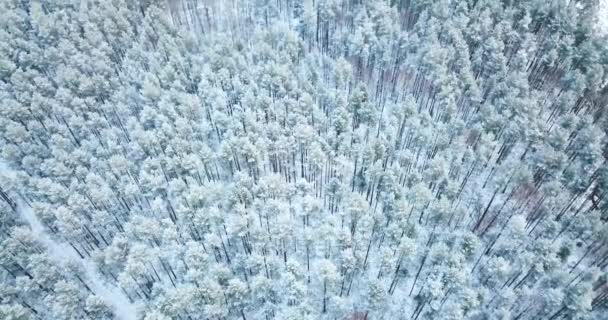 4 k の空中ショットです。冷凍雪トウヒ林上空に。北の冬の風景。平面図です。碑文を美しい自然の背景. — ストック動画