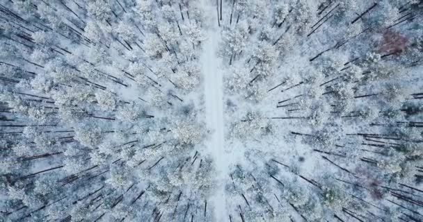 4 k luchtfoto schot. Vlucht boven bevroren besneeuwde spar bos. North winterlandschap. bovenaanzicht. Prachtige natuur achtergrond voor een inscriptie. — Stockvideo