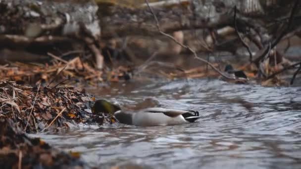 Vögel füttern. Eine Ente frisst Samen in einem Wald in einem See oder in einem Fluss. schöne Tierwelt. Nahaufnahme. — Stockvideo