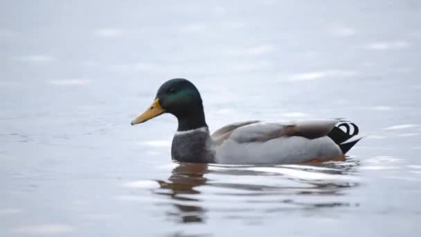 Alimentar pájaros. Un pato come semillas en un bosque en un lago o en un río. Hermosa fauna. Primer plano . — Vídeos de Stock