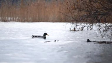 Besleme Birds. Bir ördek, bir ormandaki bir göl veya nehir tohum yiyor. Güzel yaban hayatı. Yakın çekim.
