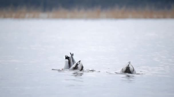 鳥の餌をやります。アヒルは、湖または川の森林で種子を食べる。美しい野生動物。クローズ アップ. — ストック動画