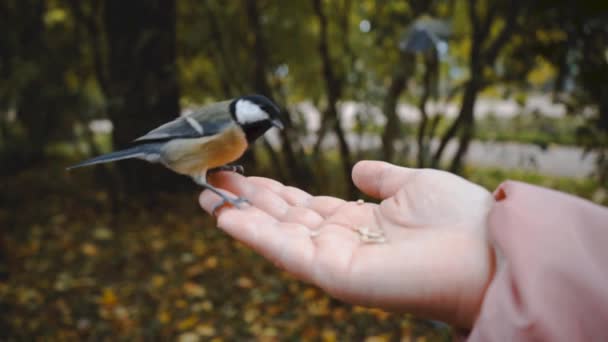Alimentación de aves con las manos. Great Tit come semillas en el bosque en el lago o en el río. Vida silvestre hermosa . — Vídeos de Stock