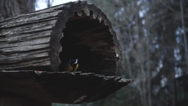 Nutrire Uccelli Con Mani Great Tit Mangia Semi Nella Foresta — Video Stock