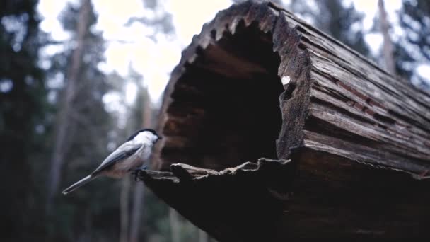 Σίτιση των πτηνών με τα χέρια. Μεγάλη Tit τρώει σπόρους στο δάσος στη λίμνη ή στον ποταμό. Όμορφη άγρια φύση. — Αρχείο Βίντεο